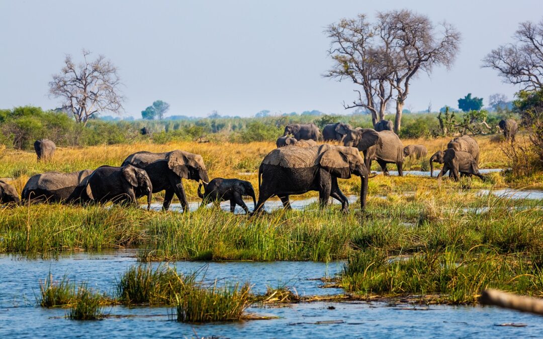 Namibia to raj dla miłośników przyrody – przegląd najciekawszych parków narodowych