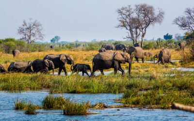 Namibia to raj dla miłośników przyrody – przegląd najciekawszych parków narodowych